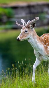 Preview wallpaper deer, grass, lake, wildlife