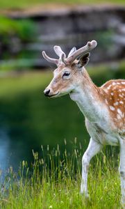 Preview wallpaper deer, grass, lake, wildlife