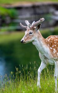 Preview wallpaper deer, grass, lake, wildlife