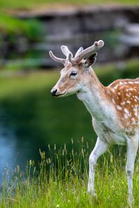 Preview wallpaper deer, grass, lake, wildlife