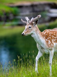 Preview wallpaper deer, grass, lake, wildlife