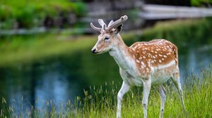 Preview wallpaper deer, grass, lake, wildlife