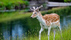 Preview wallpaper deer, grass, lake, wildlife