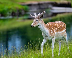 Preview wallpaper deer, grass, lake, wildlife