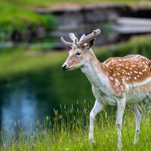 Preview wallpaper deer, grass, lake, wildlife