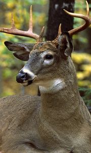 Preview wallpaper deer, grass, leaves, autumn