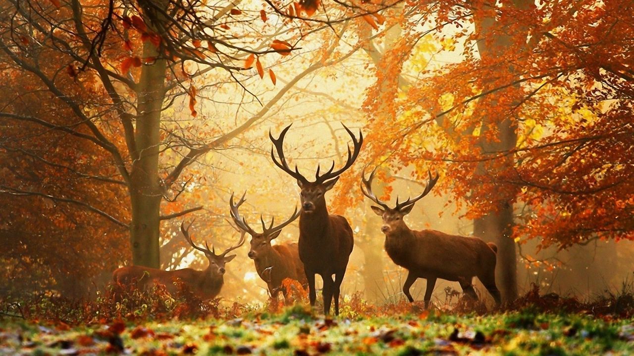 Wallpaper deer, grass, leaves, autumn, trees