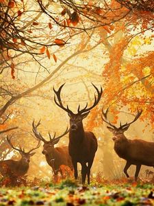 Preview wallpaper deer, grass, leaves, autumn, trees