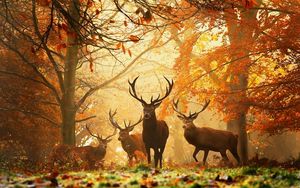 Preview wallpaper deer, grass, leaves, autumn, trees