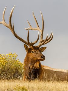 Preview wallpaper deer, grass, lie, horn