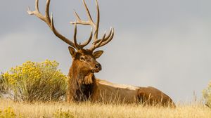 Preview wallpaper deer, grass, lie, horn