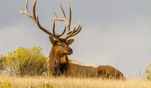 Preview wallpaper deer, grass, lie, horn