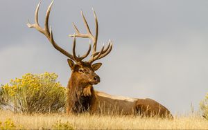 Preview wallpaper deer, grass, lie, horn