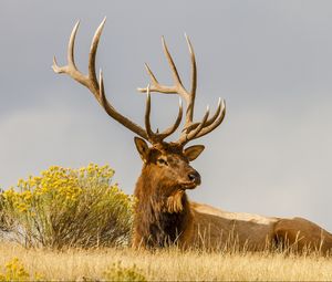 Preview wallpaper deer, grass, lie, horn