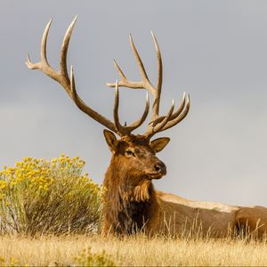 Preview wallpaper deer, grass, lie, horn