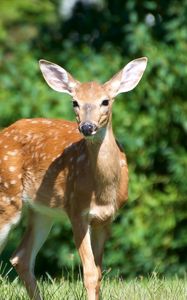 Preview wallpaper deer, grass, meadow, walk