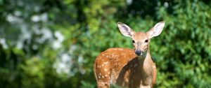 Preview wallpaper deer, grass, meadow, walk