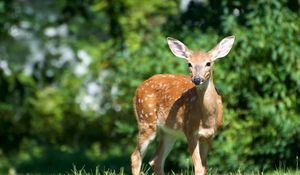 Preview wallpaper deer, grass, meadow, walk