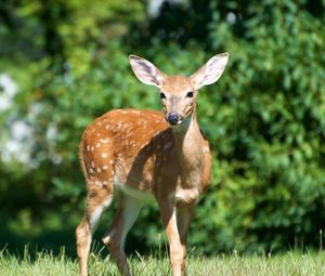 Preview wallpaper deer, grass, meadow, walk