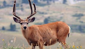 Preview wallpaper deer, grass, mountains, walk