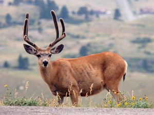 Preview wallpaper deer, grass, mountains, walk