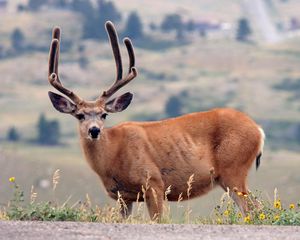 Preview wallpaper deer, grass, mountains, walk