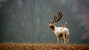 Preview wallpaper deer, grass, nature, walk