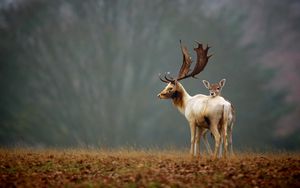 Preview wallpaper deer, grass, nature, walk