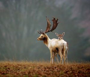 Preview wallpaper deer, grass, nature, walk