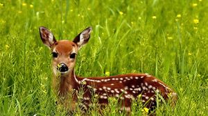 Preview wallpaper deer, grass, spotted, hide