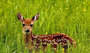 Preview wallpaper deer, grass, spotted, hide