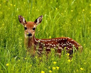 Preview wallpaper deer, grass, spotted, hide