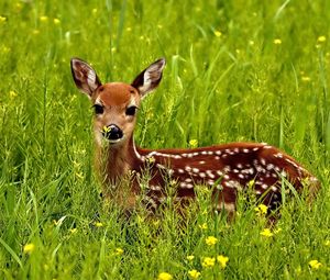 Preview wallpaper deer, grass, spotted, hide