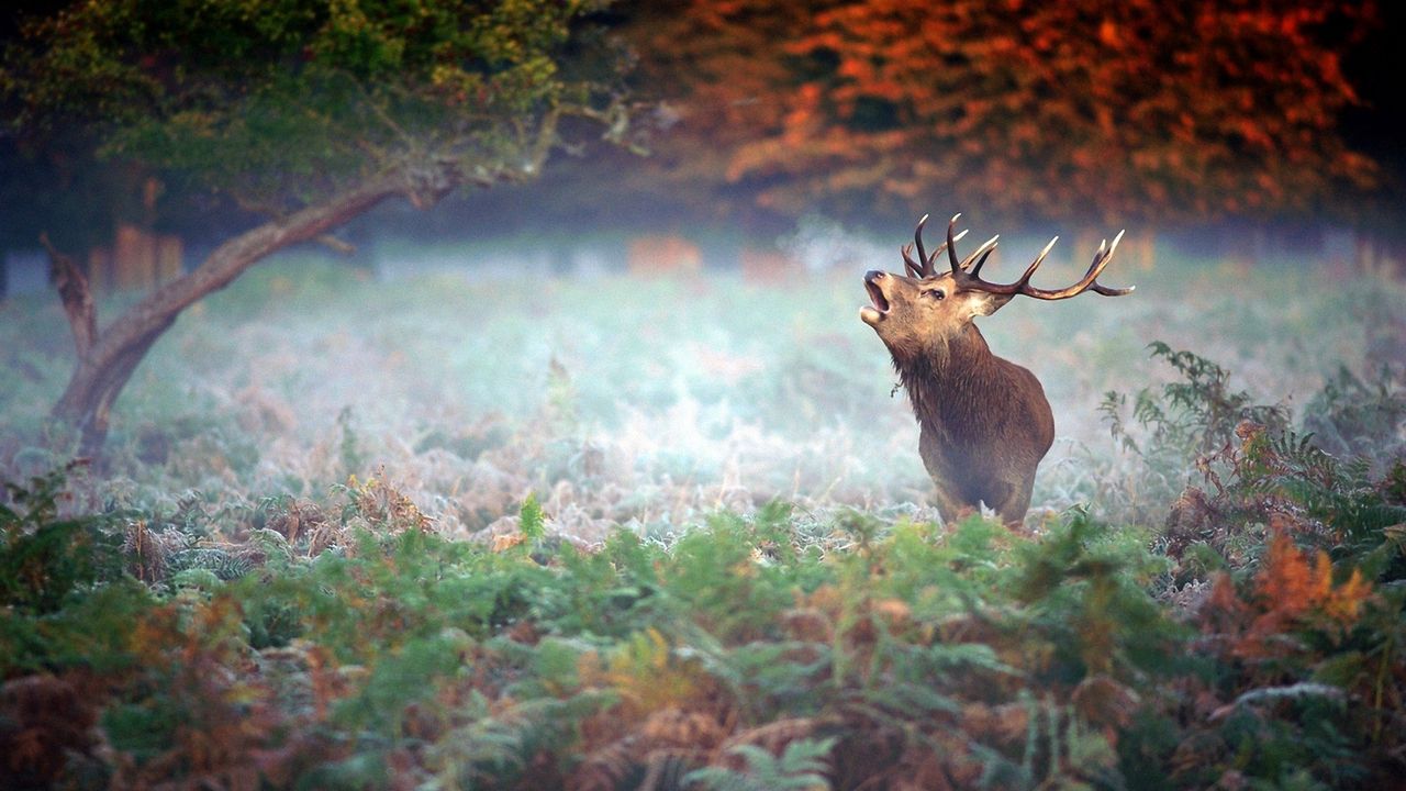 Wallpaper deer, grass, trees, fear, mist