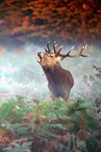 Preview wallpaper deer, grass, trees, fear, mist