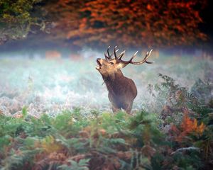 Preview wallpaper deer, grass, trees, fear, mist