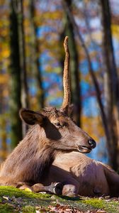 Preview wallpaper deer, grass, trees, sit