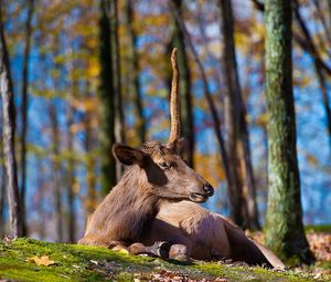 Preview wallpaper deer, grass, trees, sit