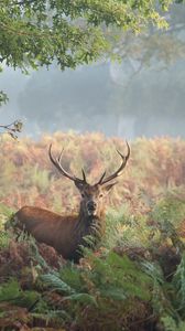 Preview wallpaper deer, grass, trees, summer, walk