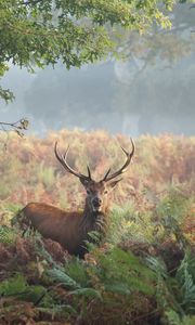 Preview wallpaper deer, grass, trees, summer, walk