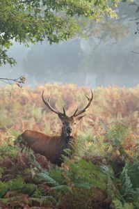 Preview wallpaper deer, grass, trees, summer, walk