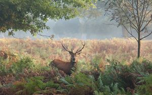 Preview wallpaper deer, grass, trees, summer, walk