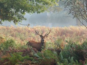 Preview wallpaper deer, grass, trees, summer, walk