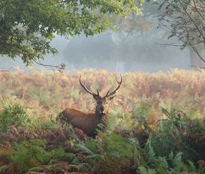 Preview wallpaper deer, grass, trees, summer, walk