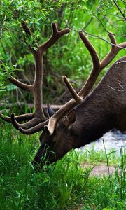 Preview wallpaper deer, grass, trees, walk