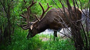 Preview wallpaper deer, grass, trees, walk