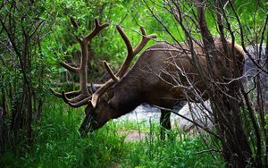 Preview wallpaper deer, grass, trees, walk