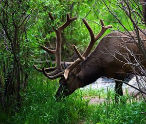 Preview wallpaper deer, grass, trees, walk