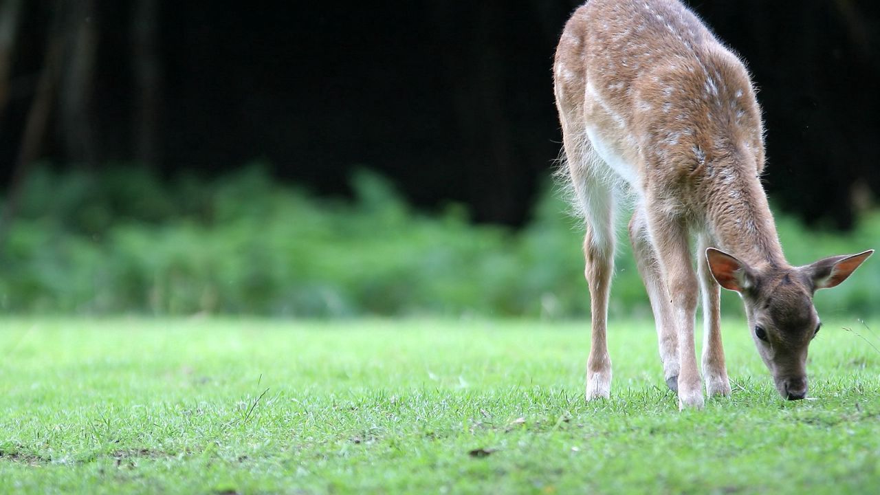 Wallpaper deer, grass, walk, young
