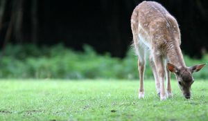 Preview wallpaper deer, grass, walk, young